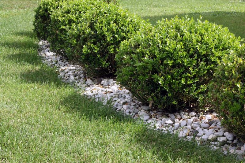 Boxwood Removal