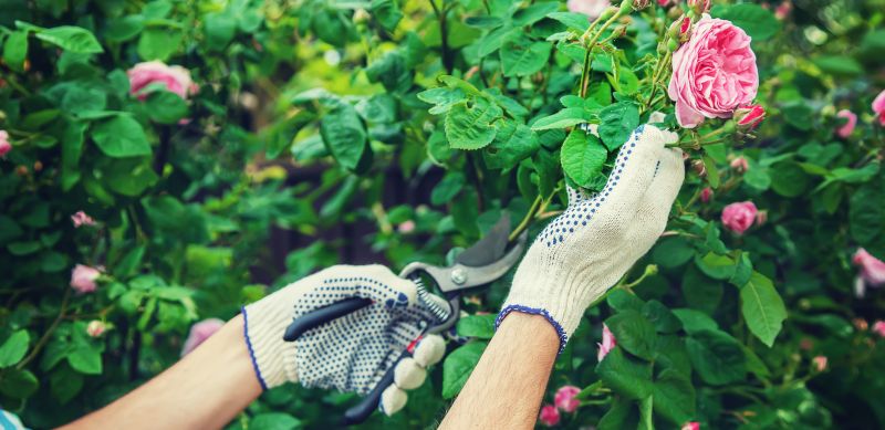 Rose Pruning Service