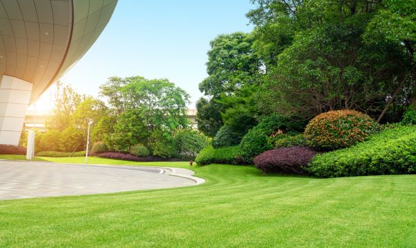 Commercial Shrub Trimming in Elk Grove