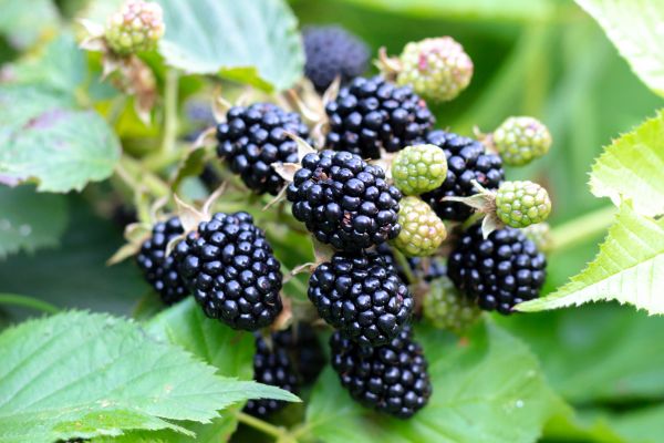 Blackberry Bush Removal in Elk Grove