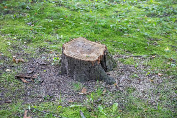 Bush Stump Removal in Elk Grove