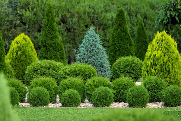 Cost of Bush Trimming Service in Elk Grove