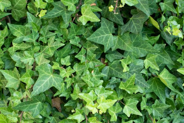 English Ivy Removal in Elk Grove