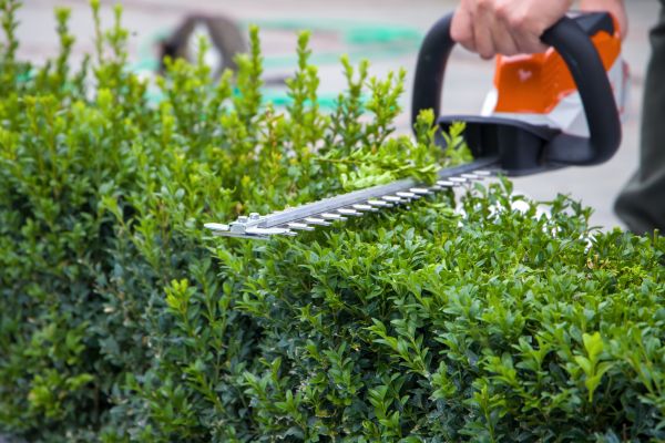 Hedge Pruning in Elk Grove