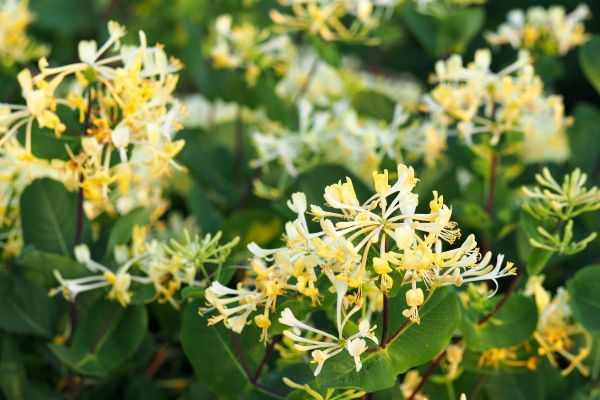 Honeysuckle Removal in Elk Grove