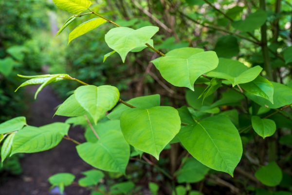 Invasive Plant Removal in Elk Grove
