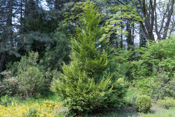 Juniper Pruning in Elk Grove