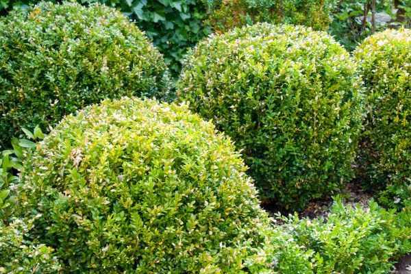 Landscape Trimming Service in Elk Grove