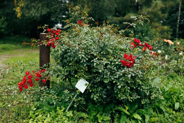 Rose Bush Removal in Elk Grove