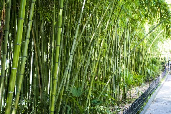 Bamboo Root Removal in Elk Grove
