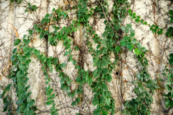 Vine Removal Service in Elk Grove