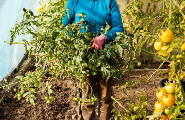 Garden Plant Removal in Elk Grove