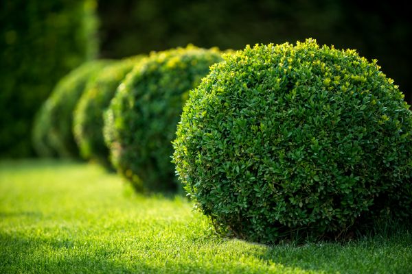 Cost of Bush Pruning in Elk Grove