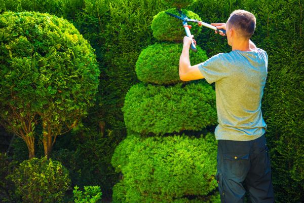 Topiary Shaping in Elk Grove
