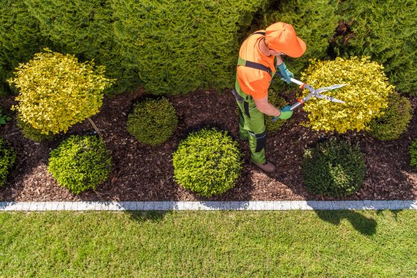 Topiary Trimming in Elk Grove