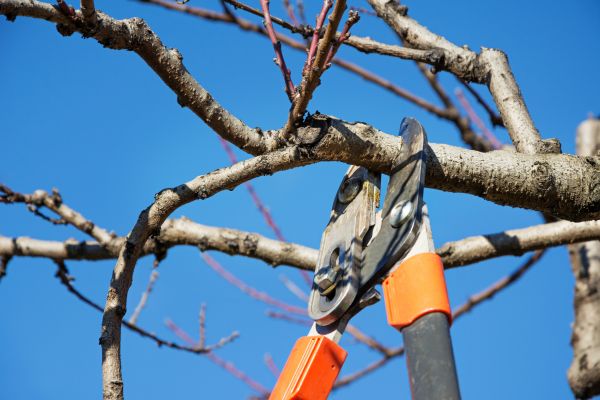 Selective Pruning in Elk Grove