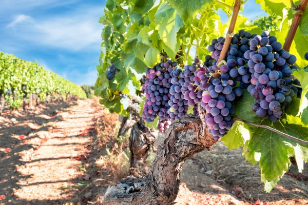 Cost of Grapevine Pruning in Elk Grove