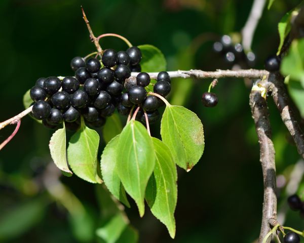 Buckthorn Removal in Elk Grove