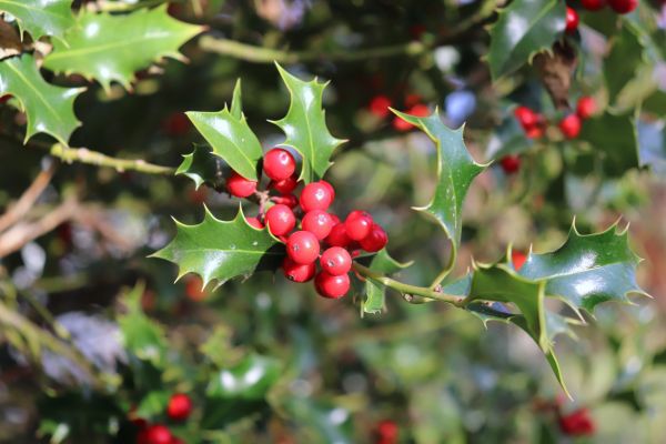 Cost of Holly Tree Trimming in Elk Grove