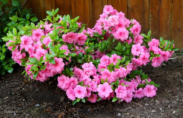 Azaleas Removal in Elk Grove