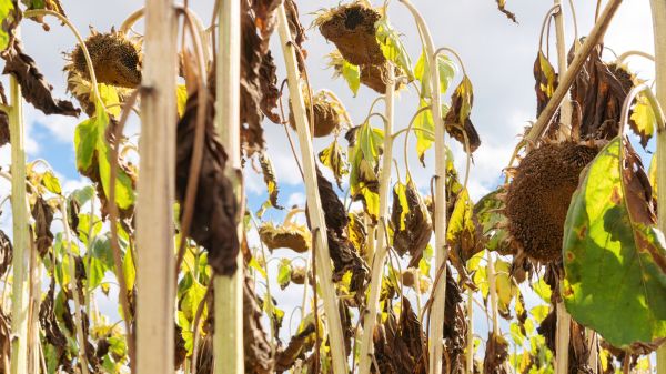 Dead Plant Removal in Elk Grove