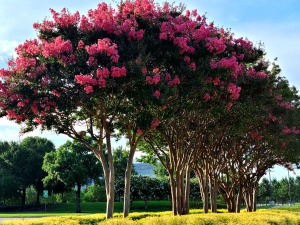 Cost of Crepe Myrtle Pruning in Elk Grove