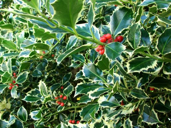 Cost of Holly Bushes Trimming in Elk Grove