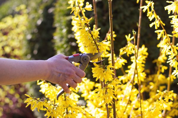 Forsythia Pruning in Elk Grove