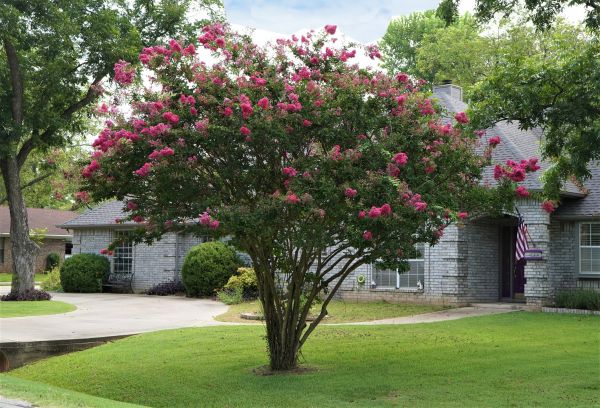 Crepe Myrtle Trimming in Elk Grove