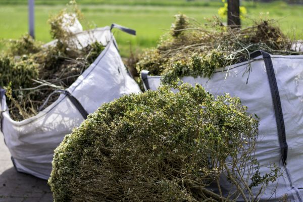 Cost of Shrubs Removal in Elk Grove