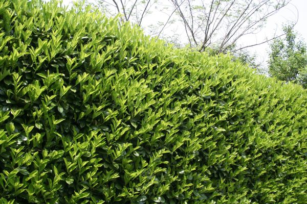 Laurel Shrub Removal in Elk Grove