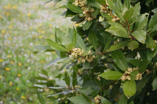 Laurel Trimming in Elk Grove