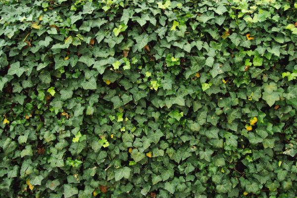 Ivy Pruning service in Elk Grove