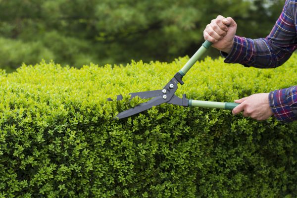 Evergreen Shrub Pruning in Elk Grove