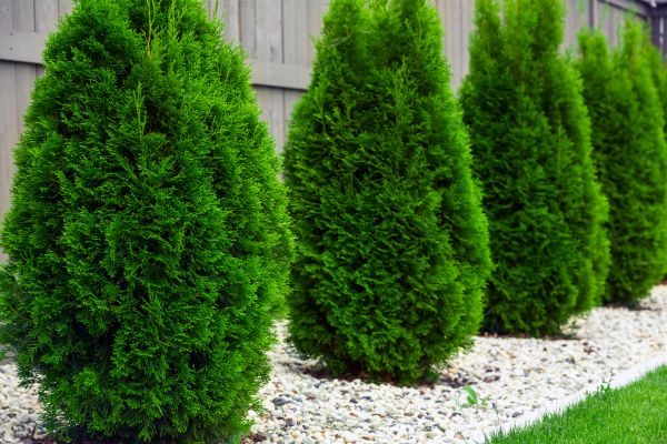 Arborvitae Shaping in Elk Grove