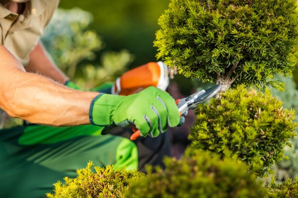 Landscape Pruning Service in Elk Grove