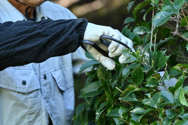 Holly Pruning in Elk Grove