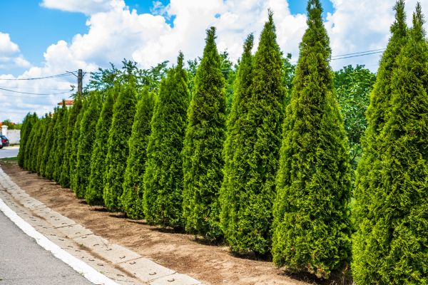 Arborvitae Shearing in Elk Grove