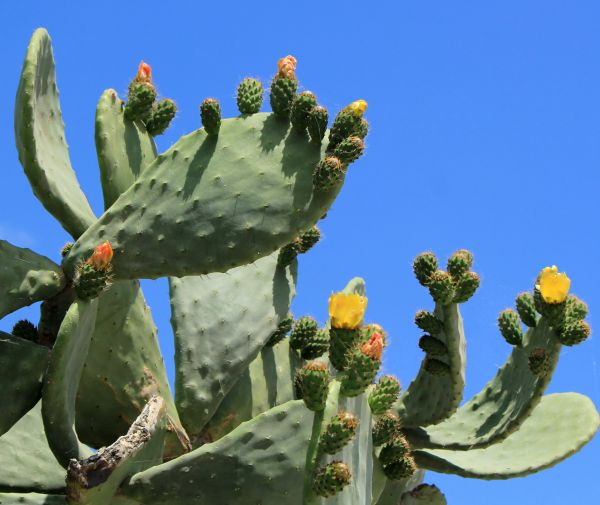 Cactus Removal in Elk Grove