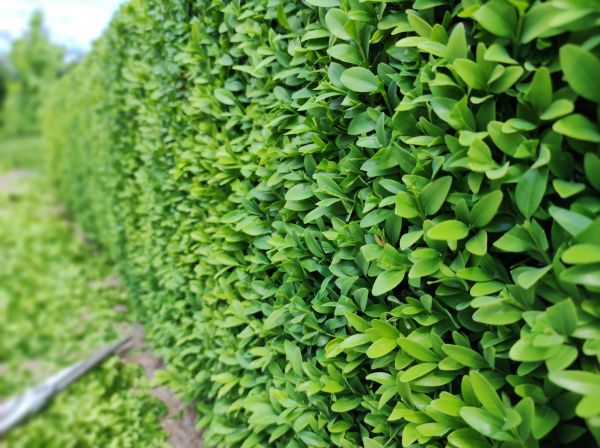 Cost of Boxwood Pruning in Elk Grove
