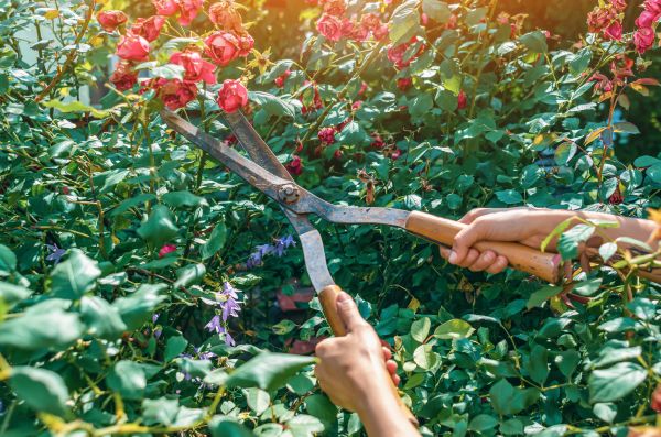Knockout Roses Pruning in Elk Grove