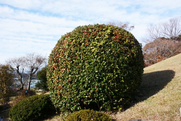 Cost of Holly Shrub Pruning in Elk Grove