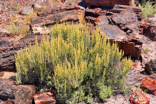 Sagebrush Removal in Elk Grove