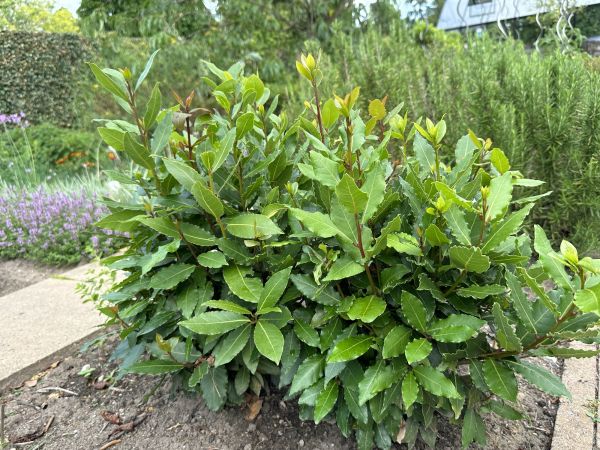 Laurel Hedge Trimming in Elk Grove