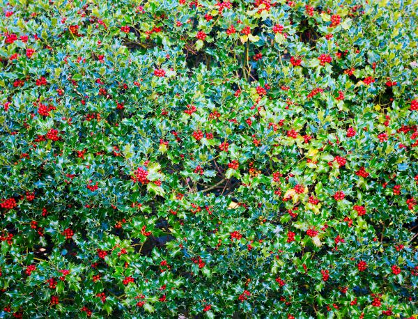 Holly Bush Removal in Elk Grove