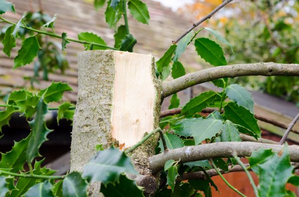 Holly Tree Removal in Elk Grove