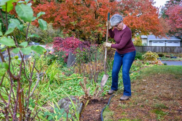 Dead Bush Removal in Elk Grove