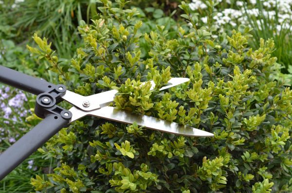 Cost of Boxwood Trimming in Elk Grove
