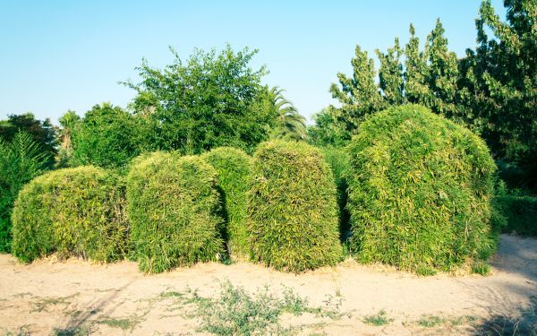 Bamboo Hedge Removal in Elk Grove