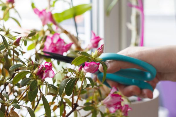 Azalea Pruning in Elk Grove